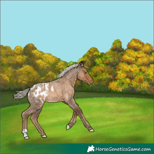 Horse Color:Chocolate Palomino Roan Blanket 