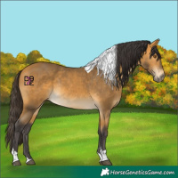 Horse Color:Buckskin Tobiano Rabicano