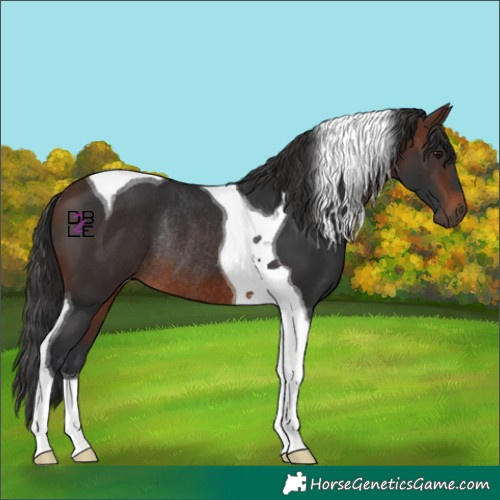 Horse Color:Brown Tobiano Rabicano 