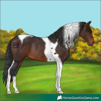Horse Color:Brown Tobiano Rabicano 