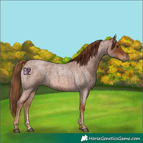 Horse Color:Red Roan 