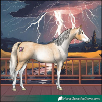 Horse Color:Gray Palomino Roan Splash