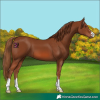 Horse Color:Chestnut 