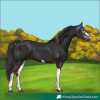 Horse Color:Gray Liver Chestnut Tobiano