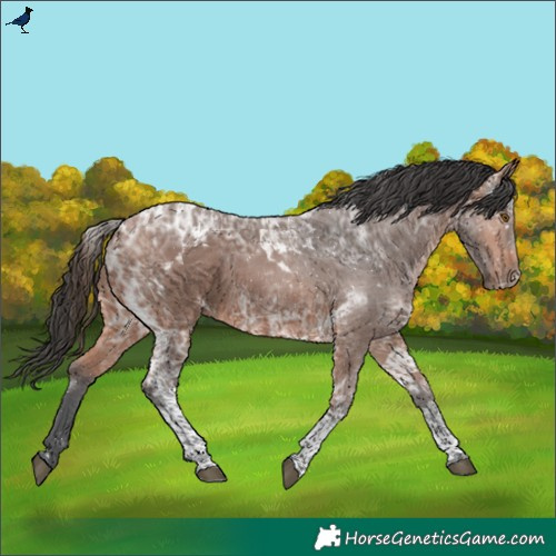 Horse Color:Bay Ice Tobiano Rabicano 