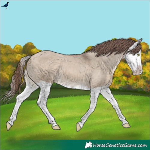 Horse Color:Brown Dun Splash Varnish 
