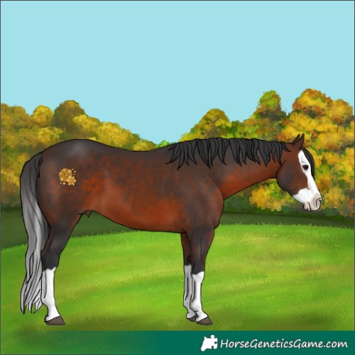Horse Color:Brown Splash 