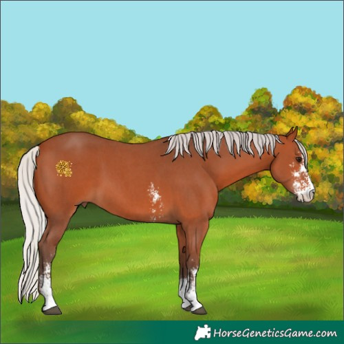 Horse Color:Silver Bay Sabino 