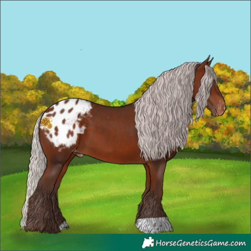Horse Color:Silver Bay Appaloosa 