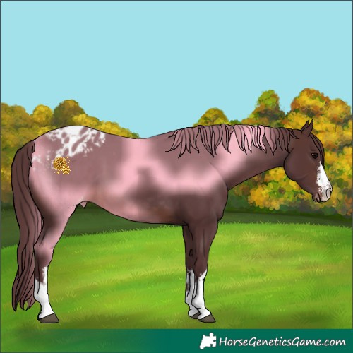 Horse Color:White Spotted Chocolate Brown Appaloosa 
