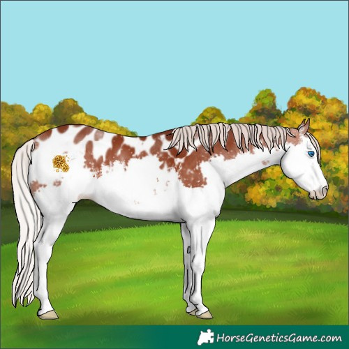Horse Color:White Spotted Chocolate Silver Brown Splash Appaloosa 