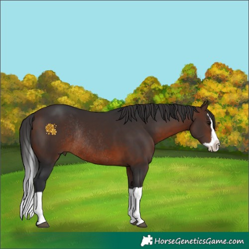 Horse Color:Brown Splash Rabicano 