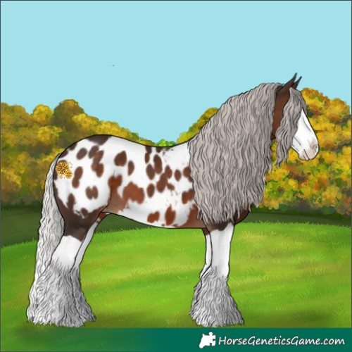 Horse Color:Silver Brown Splash Near Leopard 