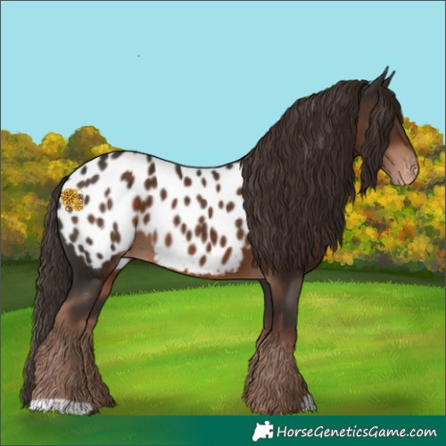 Horse Color:Liver Chestnut Appaloosa 