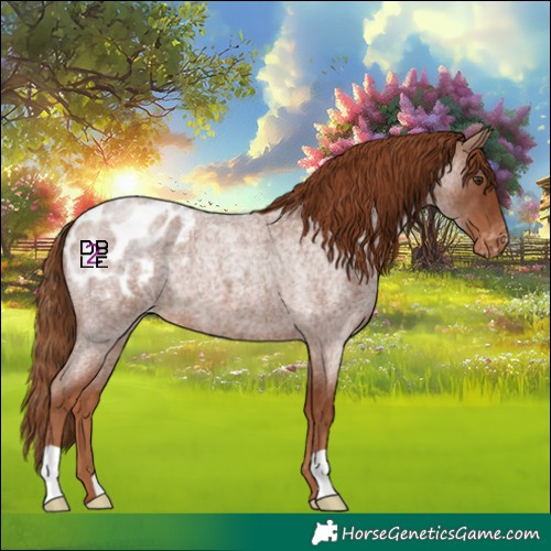 Horse Color:Red Roan Appaloosa 