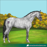 Horse Color:Blue Ice Roan Varnish Rabicano 