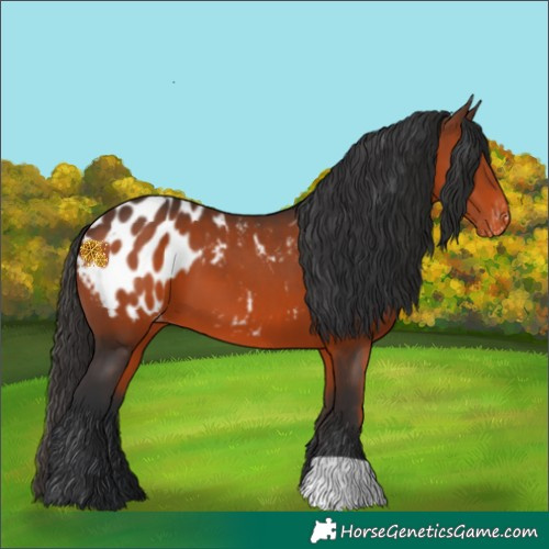 Horse Color:Brown Appaloosa 
