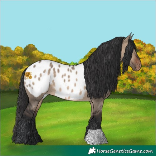 Horse Color:Brown Dun Appaloosa 