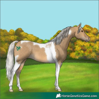 Horse Color:Silver Buckskin Dun Tobiano 