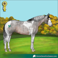 Horse Color:Gray Brown Roan Splash Tobiano Rabicano 