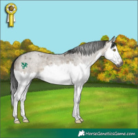 Horse Color:Gray Brown Roan Dun Splash Rabicano 