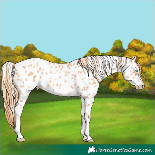 Horse Color:Unknown 