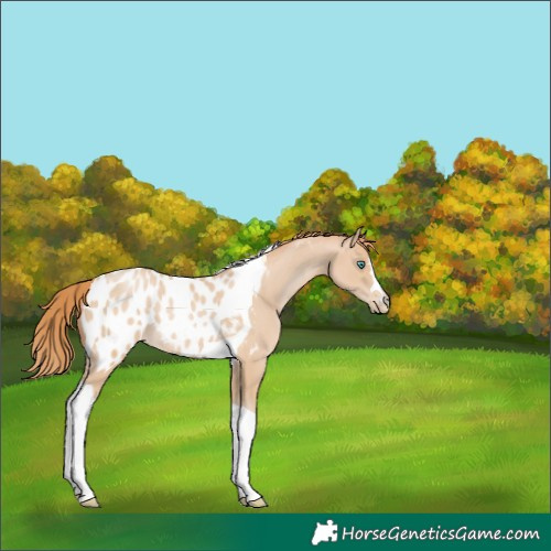 Horse Color:Smoky Black Pearl Tobiano Blanket 