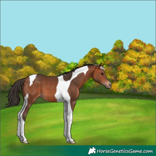 Horse Color:Bay Tobiano 