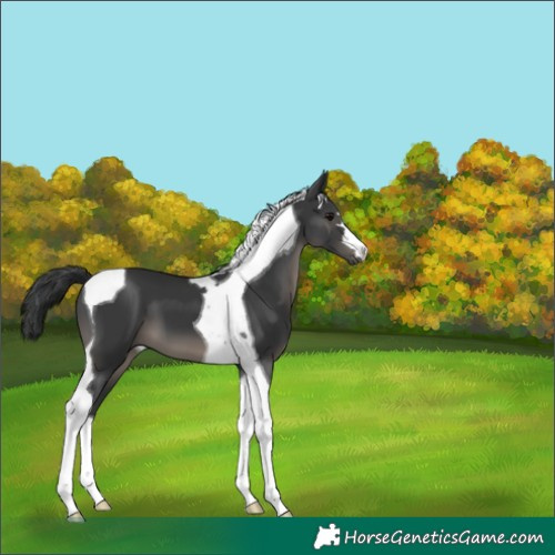 Horse Color:Black Tobiano 