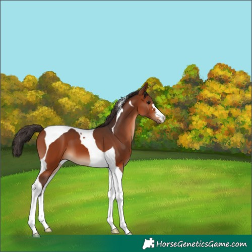 Horse Color:Bay Tobiano 
