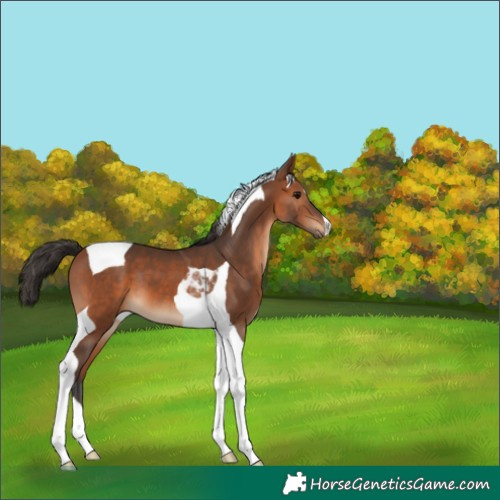 Horse Color:Bay Tobiano 