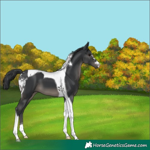 Horse Color:Black Tobiano 