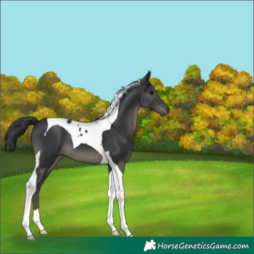 Horse Color:Black Tobiano 