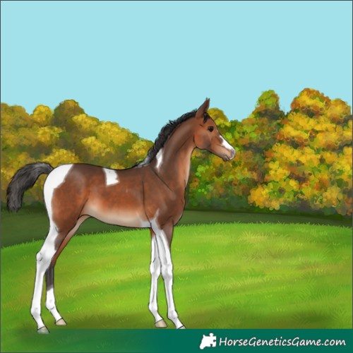 Horse Color:Bay Tobiano 