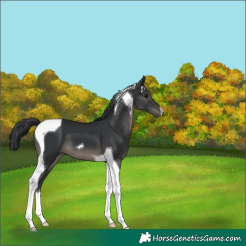 Horse Color:Black Tobiano 