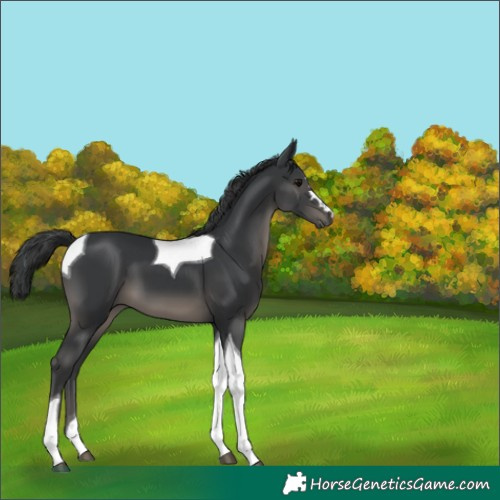 Horse Color:Black Tobiano 
