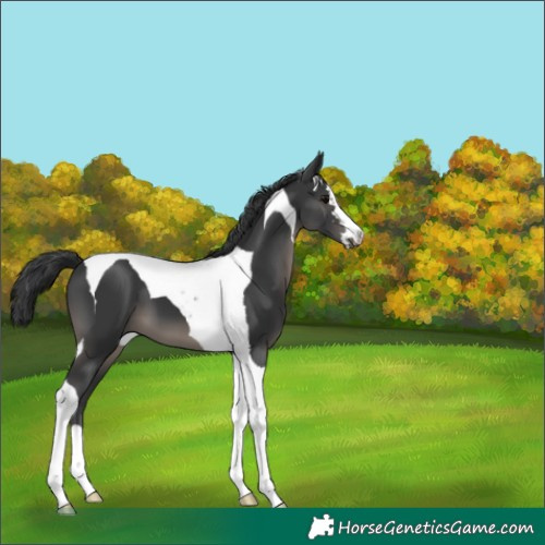 Horse Color:Black Tobiano 