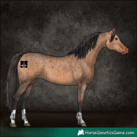 Horse Color:Bay Dun  and Bay Dun 