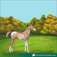 Horse Color:Chestnut Pearl Sabino Tobiano Frame 