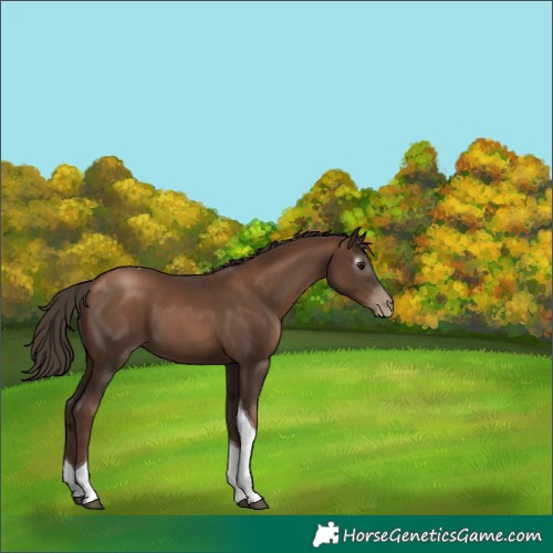 Horse Color:Gray Black Pearl Tobiano 