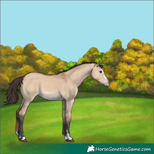 Horse Color:Bay Dun 