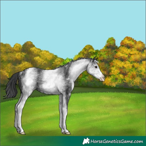 Horse Color:White Spotted Black Rabicano 