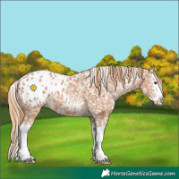 Horse Color:Chestnut Splash Appaloosa 