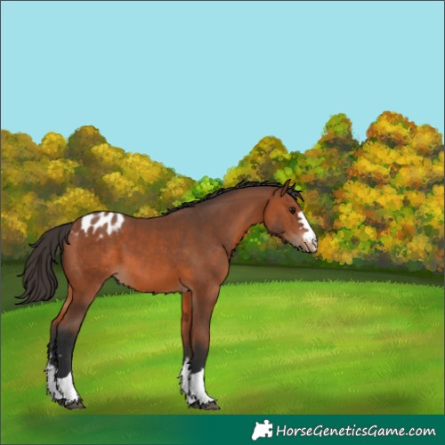 Horse Color:Bay Appaloosa 