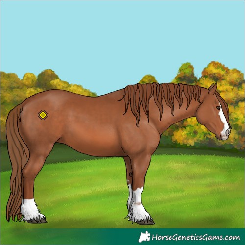 Horse Color:Chestnut 