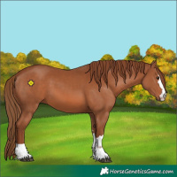 Horse Color:Chestnut 