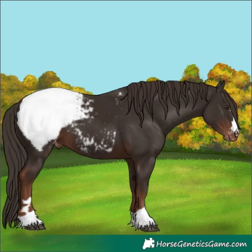 Horse Color:Liver Chestnut Appaloosa 