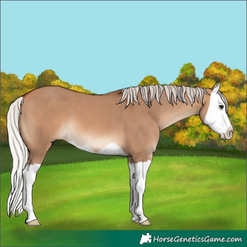 Horse Color:Silver Bay Dun Splash 
