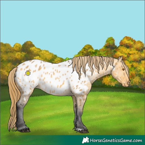 Horse Color:Buckskin Dun Appaloosa 