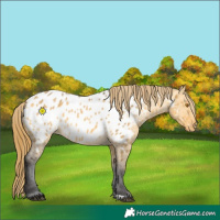 Horse Color:Buckskin Dun Blanket